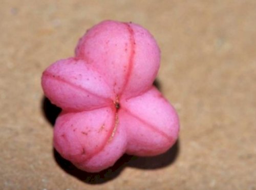 「この木の花の名前はなんですか?」の回答画像5