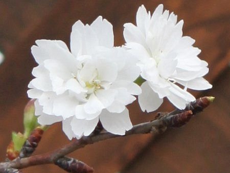 「花の名前教えて下さい」の回答画像3