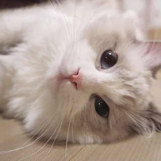 「今日あった日を、話聞かせて下さい部屋です」の回答画像169