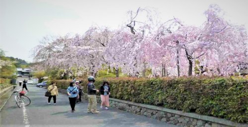 「京都の観光地についてです。 現状コロナで」の回答画像4