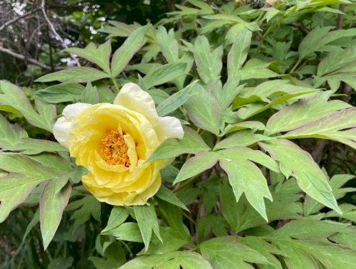 「この花の名前を教えてください」の回答画像3