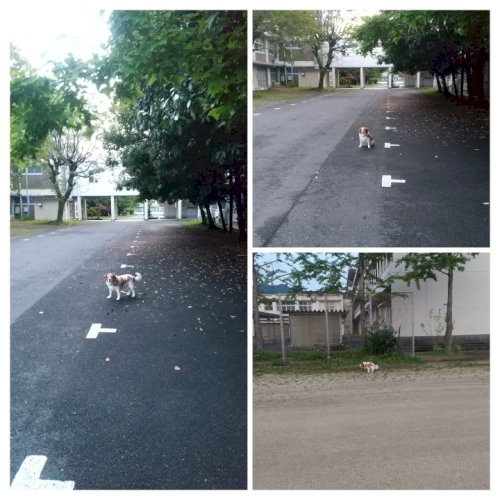 「やぶれ川柳 NO,2 下手っぴ川柳 競い」の回答画像73