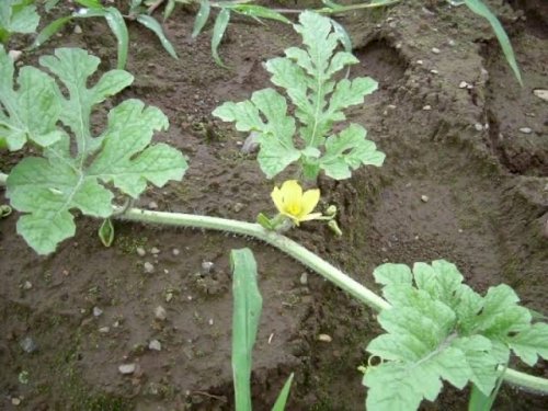 「この花(雑草)の名前を教えて下さい」の回答画像1