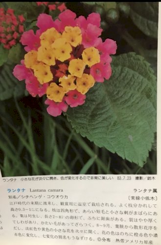 「先日自転車で買い物に向かう途中、面白い花」の回答画像26
