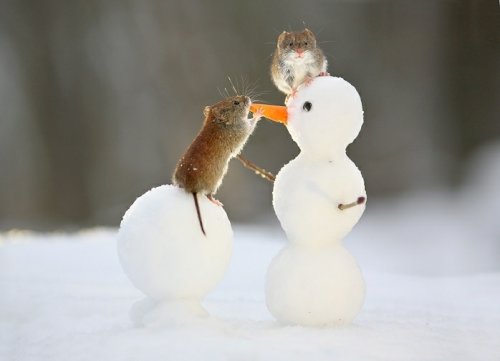 「先週は、関東でも雪が降りましたね。 雪で」の回答画像2