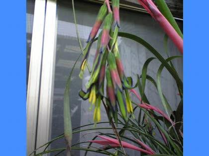 「この写真の花の名前を教えてください。」の質問画像