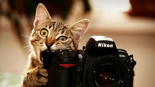 「もしあなたが写真週刊誌に載ったなら・・・」の回答画像5