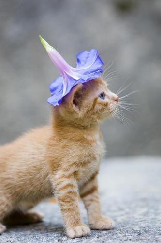 「猫の手も借りたいですよね・・・。」の回答画像11