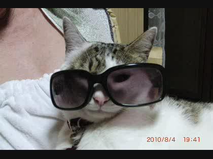 「飼いやすい猫について」の回答画像8