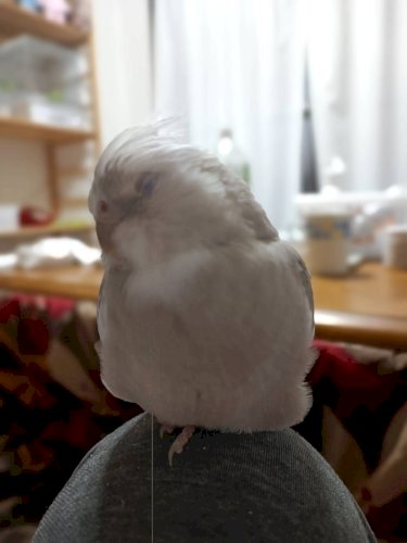 「写真に入ったまっすぐの縦線を消したいです」の回答画像1