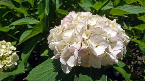 「ガーデニング 紫陽花は「アルカリ性ならピ」の回答画像2