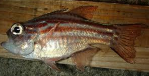 「この魚は何という名前の魚ですか? 堤防 」の回答画像1