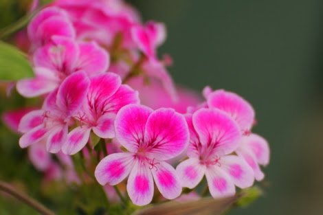 「このお花の名前を教えてください」の回答画像2