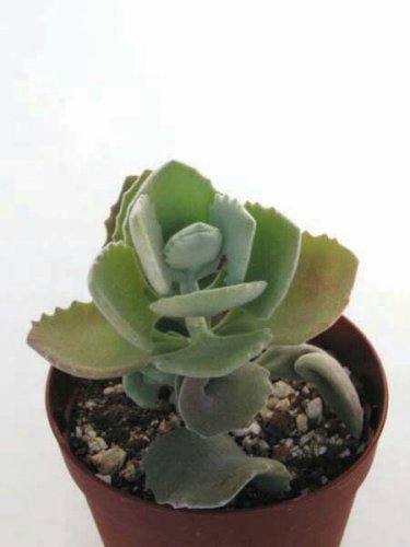 「この観葉植物の名前、わからないので手入れ」の回答画像2