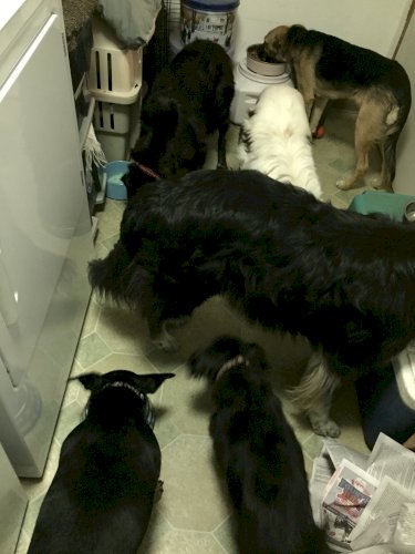 「犬は犬小屋と室内どっちが良いのですか?」の回答画像8