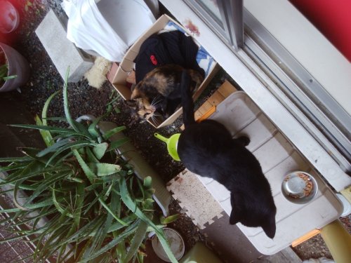「野良猫の2匹飼いについて質問です。 とり」の質問画像
