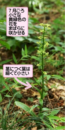 「草花の名前を教えて下さ」の回答画像1