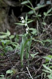 「花の名前を教えて下さい」の回答画像1