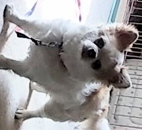 「この前、愛犬になにかしこりのようなものが」の回答画像2