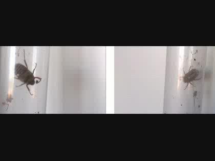 「この虫の名前を教えてください。」の質問画像