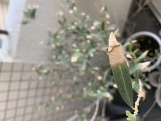 「オリーブの刃先が枯れてしまいます。何が悪」の質問画像