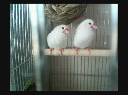「文鳥が一度に産む卵の数」の回答画像1
