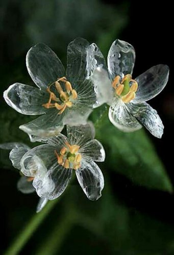 「このお花、知ってますか? 余りにも綺麗な」の質問画像