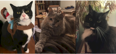 「猫の性格は毛柄によって似た傾向をもつそう」の回答画像2