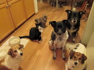 「保護犬の存在を多くの人に知ってもらうには」の回答画像9