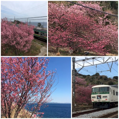 「梅を見て来ました✲・*:.。.*✲*.。」の質問画像