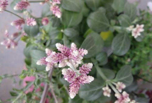 「花の名前を教えてください。」の回答画像1