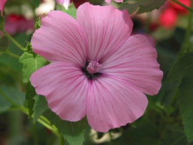 「花の名前」の回答画像4