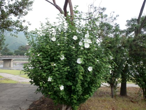 「この花の名前を教えてください」の回答画像3