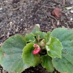 「花の名前を教えてください。 写真はセイヨ」の回答画像3