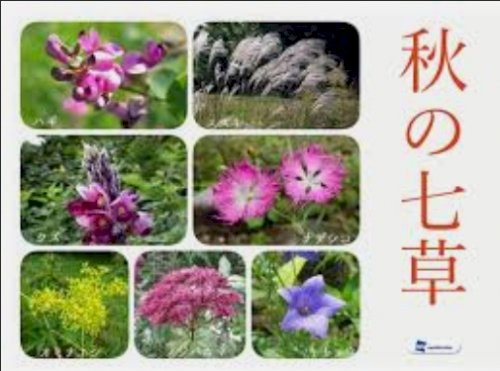 「【謎かけ】&【雑談】しませんか? ⭐雑談」の回答画像477