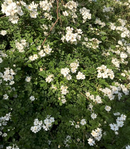 「花の名前を教えてください。」の回答画像2