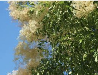 「この植物の名前をお教え下さい」の回答画像3