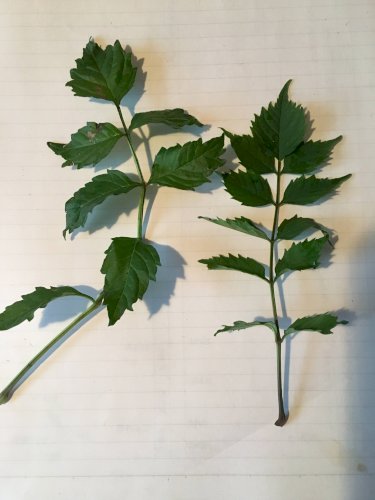 「このツタ植物の名前を教えて下さい」の質問画像