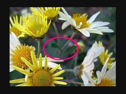 「キク科の植物に詳しい方」の回答画像3
