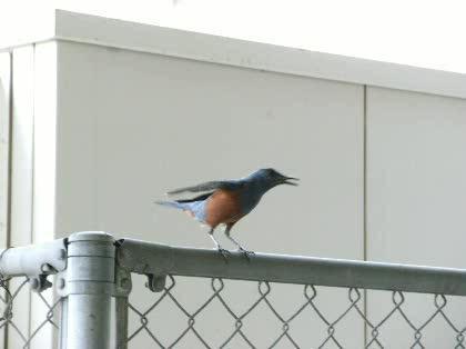 「この鳥は何でしょうか?」の質問画像