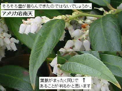 「こ植物の名前を教えて下さい」の回答画像2