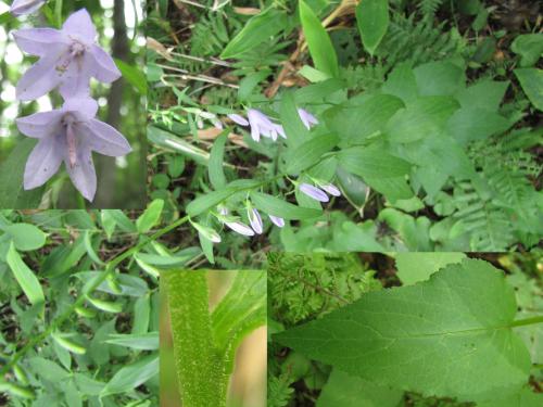 「この花の名前を教えて下さい。(40)」の質問画像