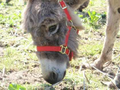 「最近飼い始めたロバの伸びた爪を切りたいの」の質問画像