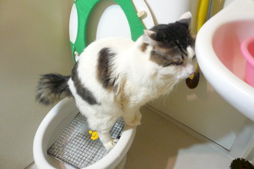 「カナブン? 最近洗濯物に必ずついています」の回答画像3