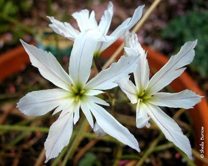 「この花の名前を教えて下さい。」の回答画像2