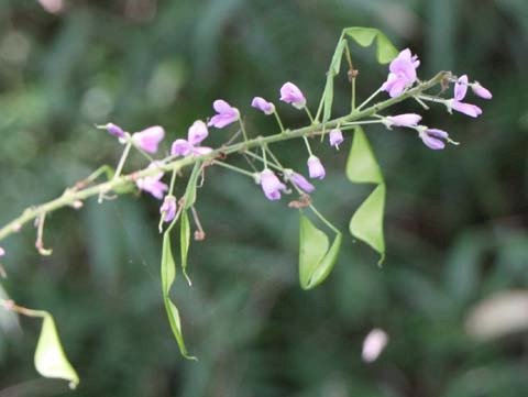 「この花の名前を」の回答画像1