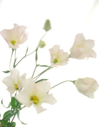 「花の名前を教えてください。」の回答画像6