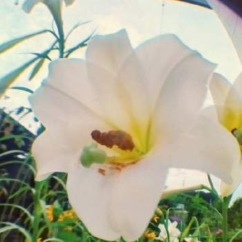 「花の名前を教えて下さい」の回答画像6
