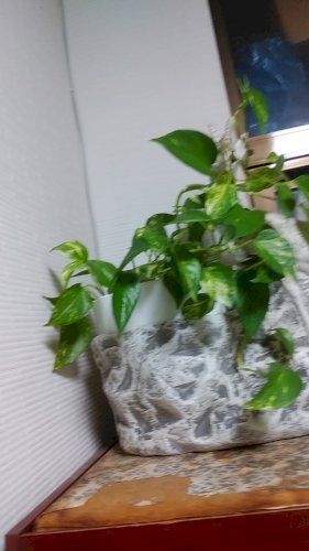 「虫が寄りにくい観葉植物教えてください」の回答画像4