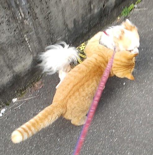 「あなたの犬自慢を教えて下さい。」の回答画像2